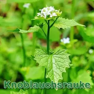 Knoblauchsrauke