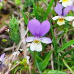 Wildes Stiefmuetterchen Wildes Stiefmuetterchen