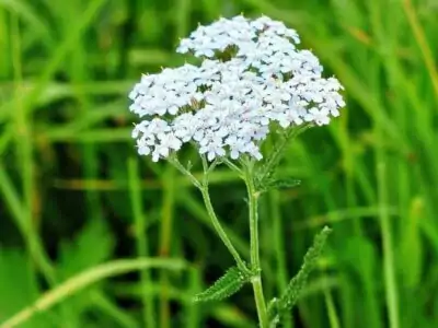 Schafgarbe