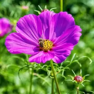 Blüte des Schmuckkörbchens