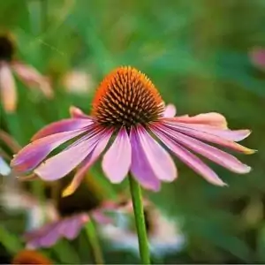Blüte des Sonnenhutes