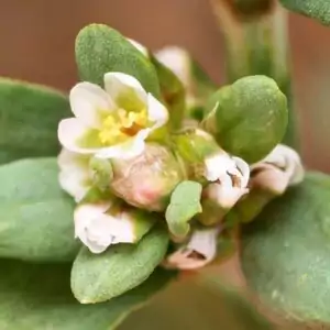 Blüten des  Vogelknöterichs