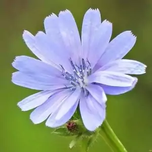 Blüte der Wegwarte