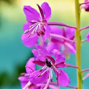 Blüten des Weidenröschens