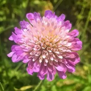 Blüte der Witwenblume