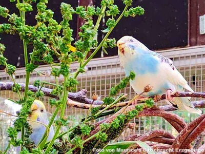 Weißer Gänsefuß mit Sittichen