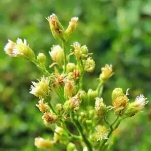 Blüten des Berufkraut