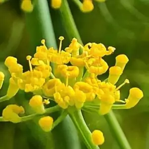 Blüten des Fenchels