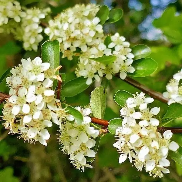 Blüten des Feuerdorns