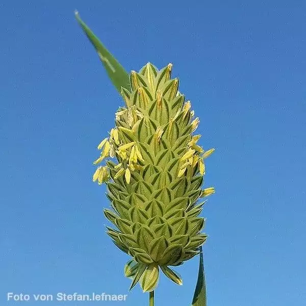 Blüten des Kanariengrases