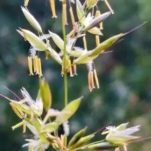 Blüten des Glatthafers