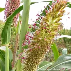 Blüten der Kolbenhirse