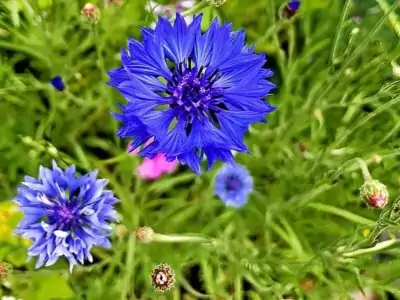 Kornblume