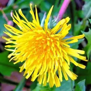Blüte des Löwenzahns