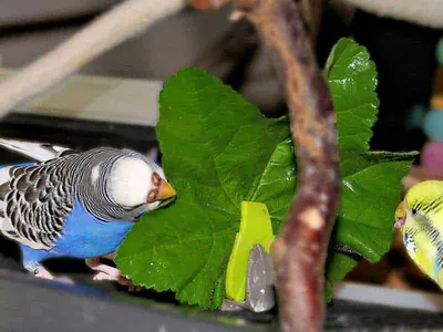 Wellensittich knabbert am Blatt der Malve