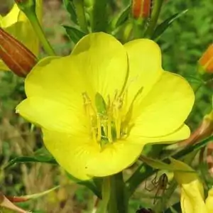Blüte der Nachtkerze