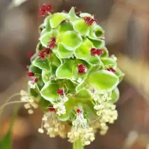 Blüten der Pimpinelle