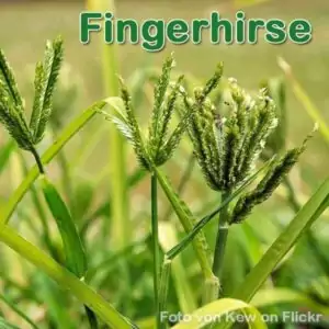 Süßgras: Fingerhirse (Eleusine coracana)