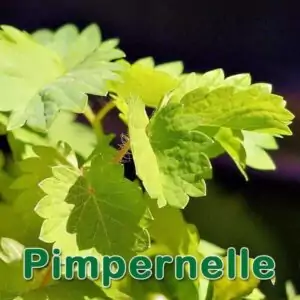 Pimpinelle