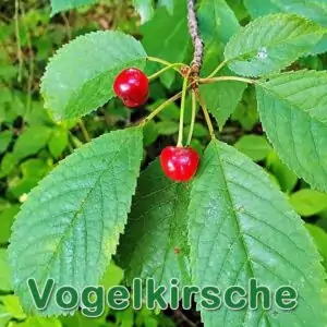Vogelkirsche