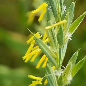 Blüten der Kriech-Quecke