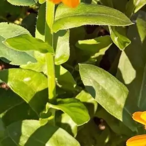 Blätter der Ringelblume