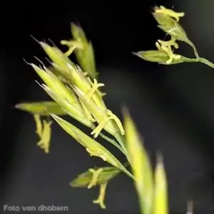 Blüten des Rot-Schwingels