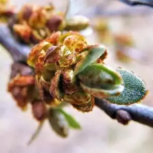 Blüten des Sanddorns