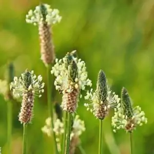 Blüten des Spitzwegerichs
