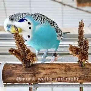 Wellensittich knabbert an den Samen des Spitzwegerichs