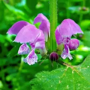 Blüten der Taubnessel