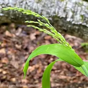 Rispen des Wald-Flattergrases