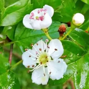 Blüten des Weißdorns