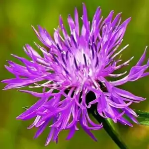 Blüte der Wiesen-Flockenblume