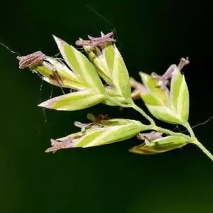 Blüten des Wiesen-Rispengrases