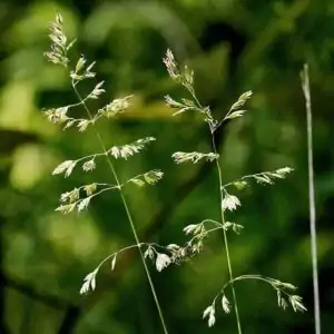 Rispen des Wiesen-Rispengrases