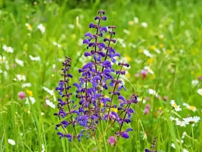 Wiesensalbei