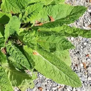 Blätter des Wiesensalbei