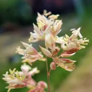Blüten des Wolligen Honiggrases