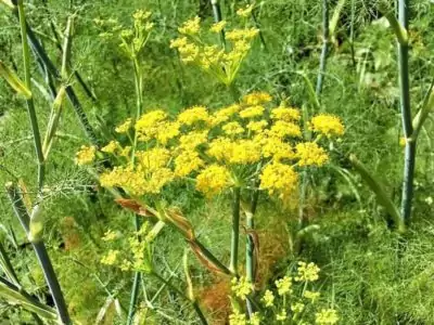 Fenchel