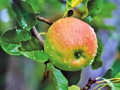Apfel