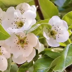 Blüten des Birnbaumes