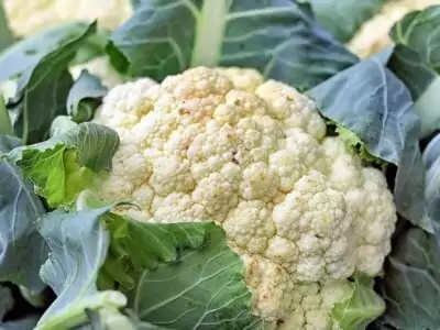 Blumenkohl
