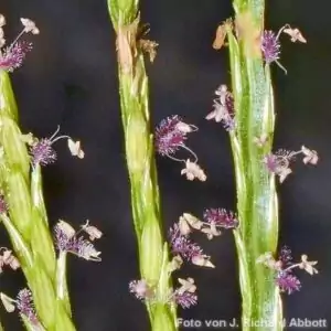 Blüten der Blutroten Fingerhirse