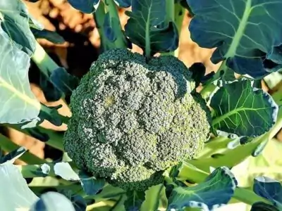 Brokkoli