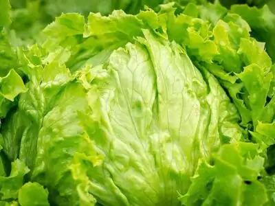 Eisbergsalat