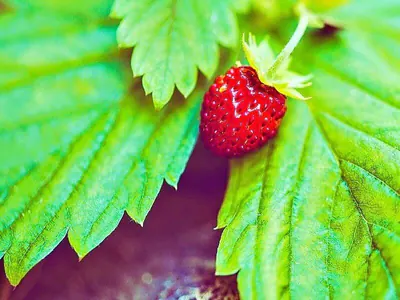 Erdbeere