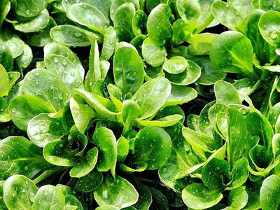 Feldsalat