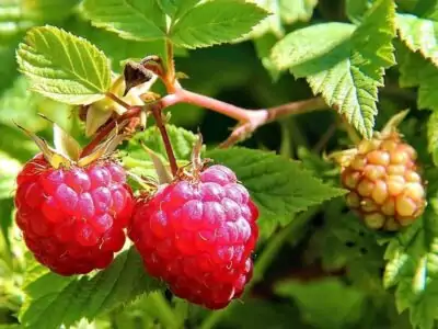 Himbeere