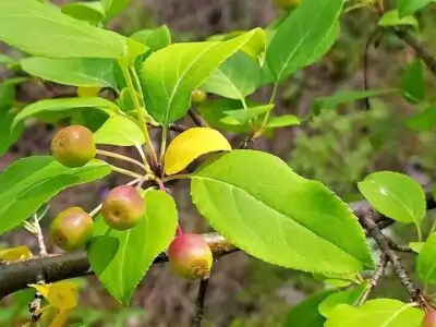 Kirschapfel